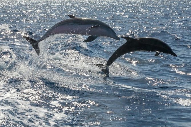 Whale Watching Catamaran in Costa Adeje (Including drinks & Sandwich) - The crew, commentary, and onboard mood