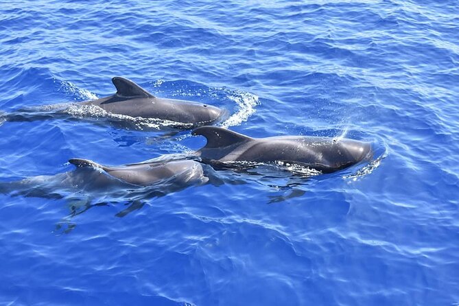 Whale Watching Catamaran to Los Gigantes & Masca (Including drinks & warm lunch) - Searching for pilot whales and dolphins