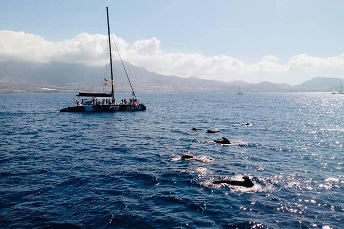 Whale Watching Catamaran to Los Gigantes & Masca (Including drinks & warm lunch) - Who will enjoy this cruise most
