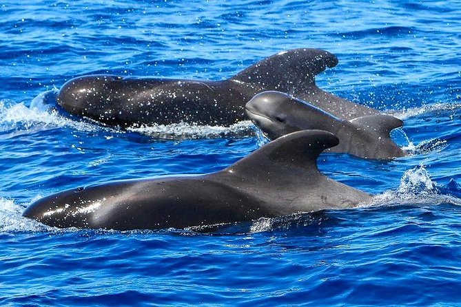 Whale Watching Catamaran to Los Gigantes & Masca (Including drinks & warm lunch) - What the catamaran feels like with a large group