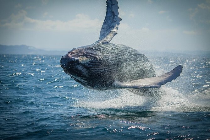 Whale Watching, Cayo Levantado and Limón Waterfall in Samaná - Key points to know before booking