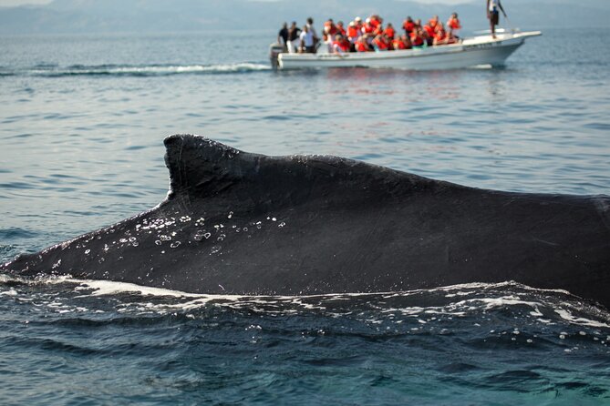 Whale Watching, Cayo Levantado and Limón Waterfall in Samaná - Three hours among the whales