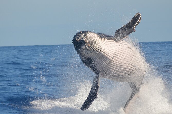 Whale Watching, Cayo Levantado and Limón Waterfall in Samaná - Limón Waterfall and the important horseback question