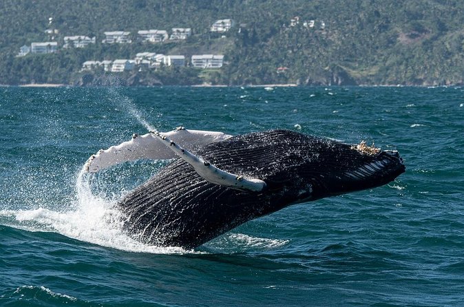 Whale Watching, Cayo Levantado and Limón Waterfall in Samaná - A small taste of Dominican daily life
