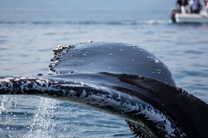Whale Watching, Cayo Levantado and Limón Waterfall in Samaná - Is $170 a fair price?