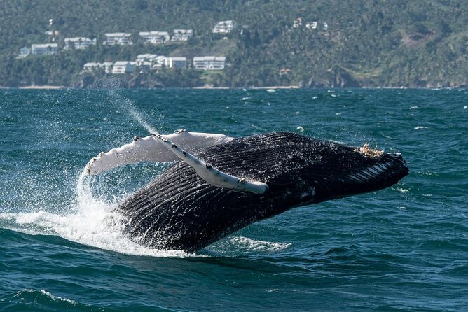 Whale Watching, Cayo Levantado and Limón Waterfall in Samaná - Group size, timing, and comfort