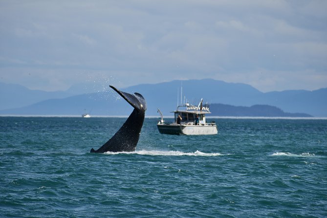 Whale Watching Charters and Bear search through Icy Strat Alaska - A Small Boat in Hoonah’s Big Water