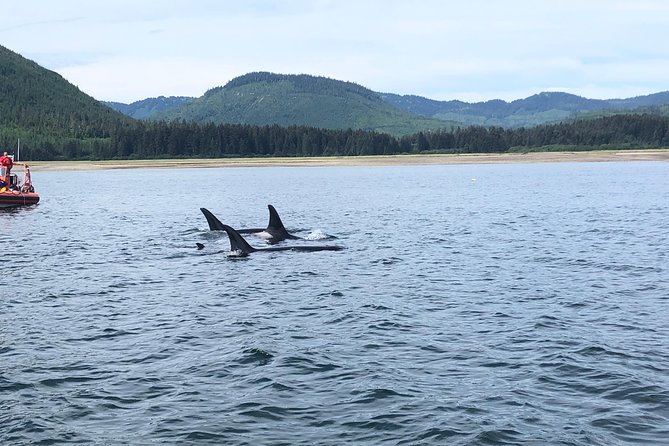 Whale Watching Charters and Bear search through Icy Strat Alaska - Why the Six-Person Limit Matters