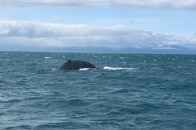 Whale Watching Charters and Bear search through Icy Strat Alaska - What the Three-Hour Itinerary Feels Like