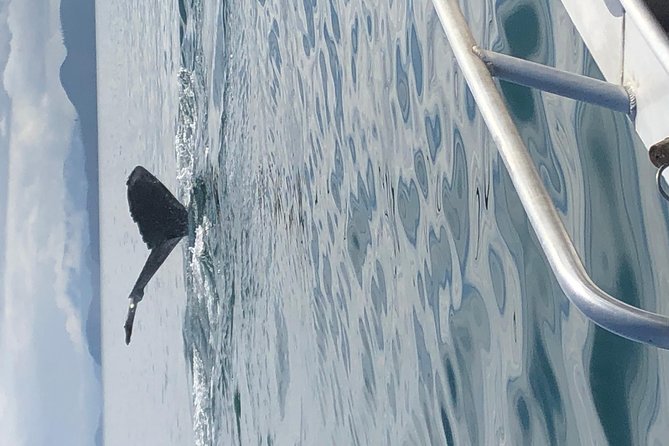 Whale Watching Charters and Bear search through Icy Strat Alaska - Weather, Timing, and Cancellation