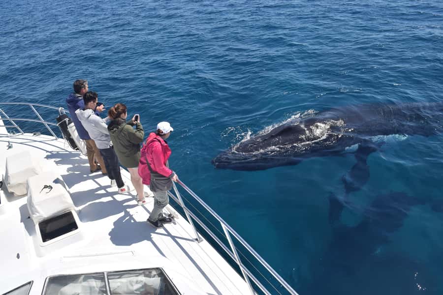 Whale Watching Cruise from Busselton, Augusta or Dunsborough - Why the seasonal route matters