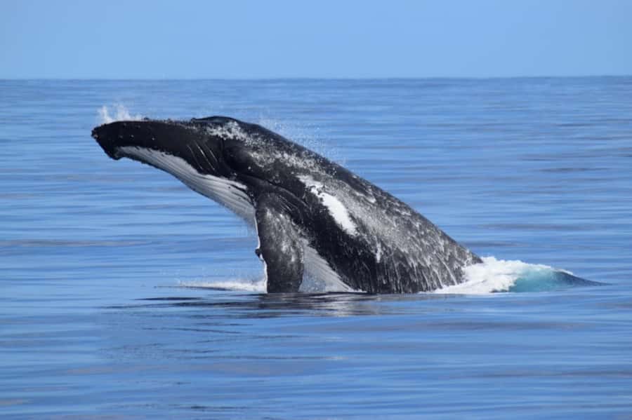 Whale Watching Cruise from Busselton, Augusta or Dunsborough - Leaving the harbour and finding the whales