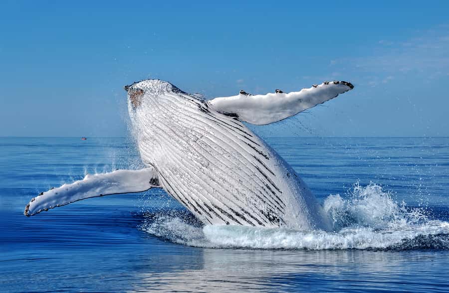 Whale Watching Cruise from Busselton, Augusta or Dunsborough - What you may see besides humpbacks