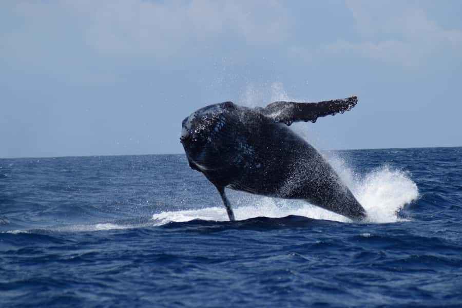 Whale Watching Cruise from Busselton, Augusta or Dunsborough - The best time to book from each town