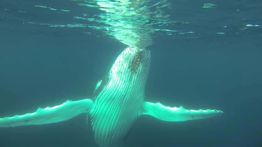 Whale Watching Cruise from Busselton, Augusta or Dunsborough - Who should book this cruise