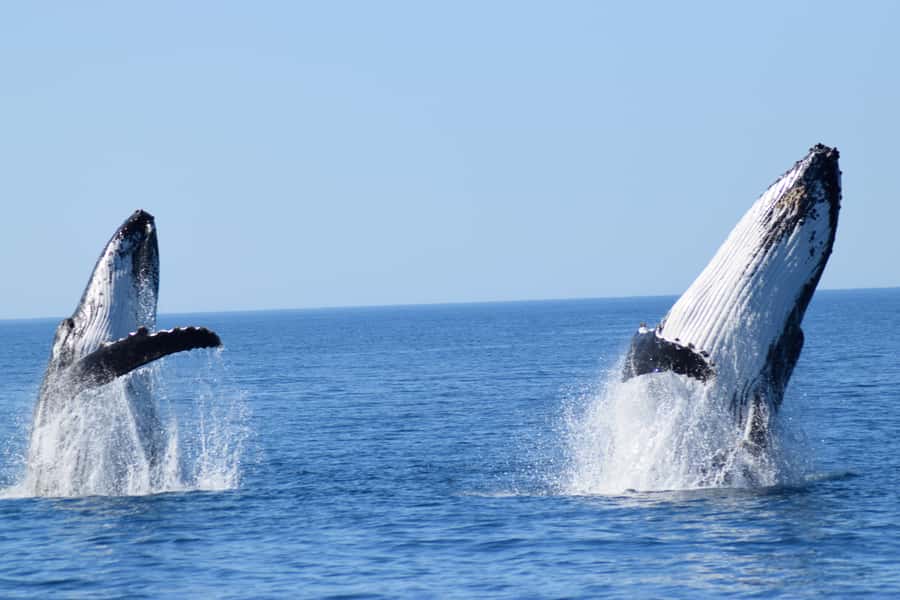 Whale Watching Cruise from Busselton, Augusta or Dunsborough - A boat that gives you room to look