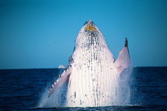 Whale Watching Cruise from Mooloolaba - Key points to know before booking