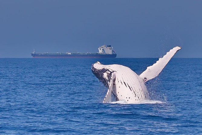 Whale Watching Cruise from Mooloolaba - A small group changes the boat experience