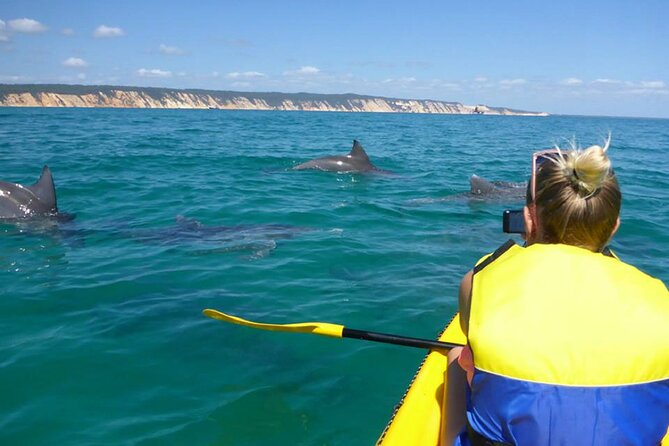 Whale Watching Cruise from Mooloolaba - Watching humpbacks in their own time