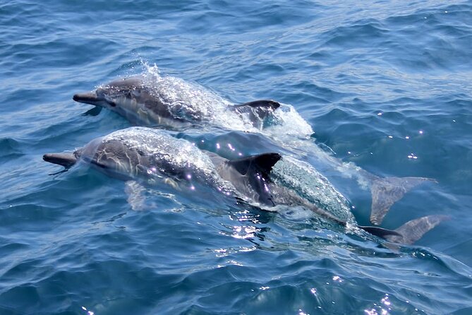 Whale Watching Cruise from Mooloolaba - Is $71 good value?