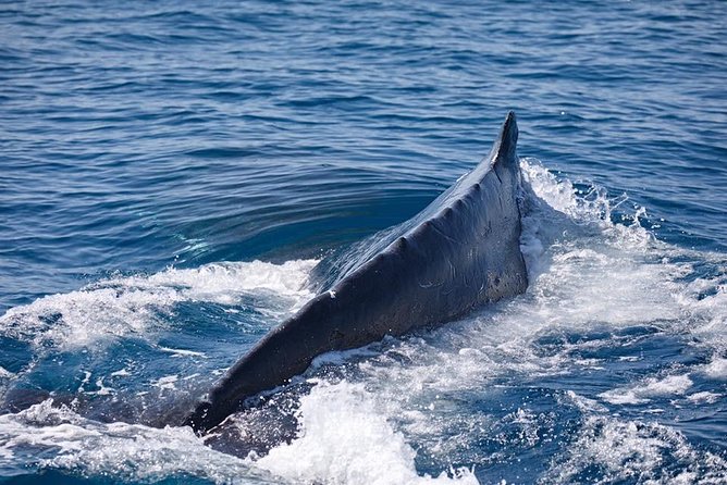Whale Watching Cruise from Mooloolaba - Why three hours is a useful length
