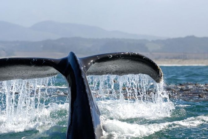 Whale-Watching Cruise from Newport Beach - Key points to know before booking
