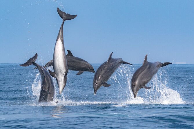 Whale-Watching Cruise from Newport Beach - Newport Harbor is the starting point