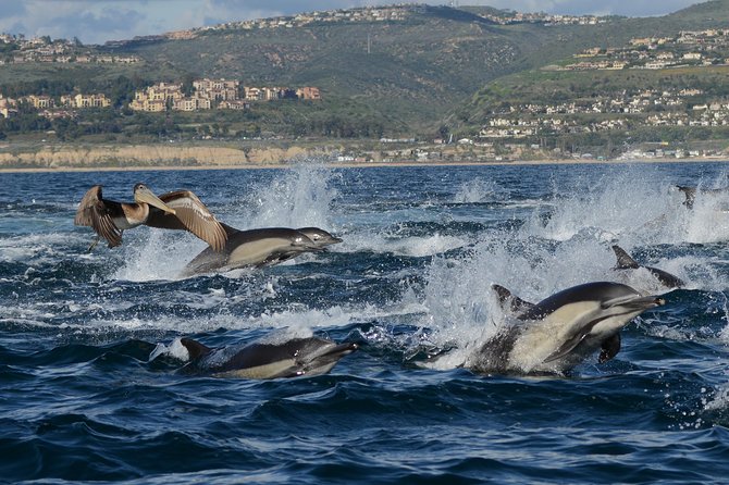 Whale-Watching Cruise from Newport Beach - Seasonal wildlife along the Orange County coast