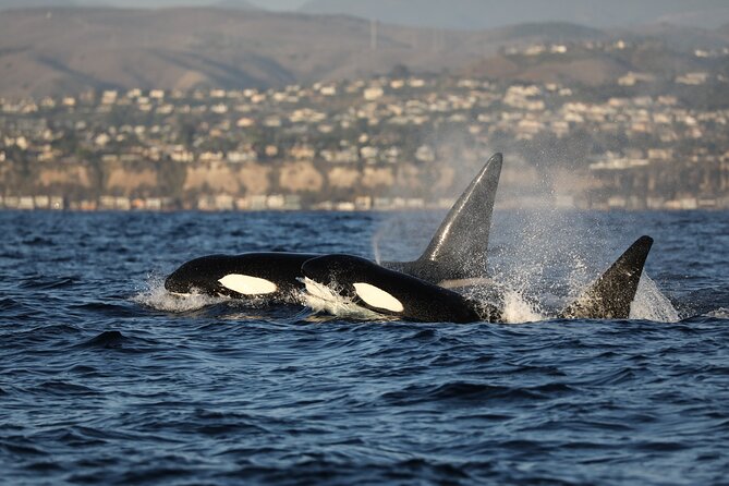 Whale-Watching Cruise from Newport Beach - The coastal route, from Balboa to Dana Point