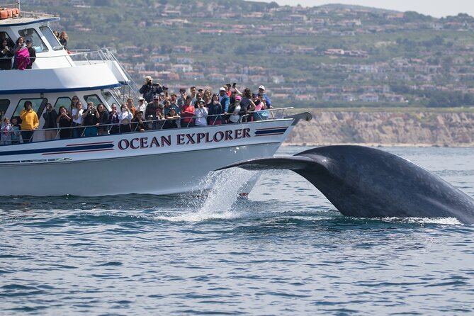 Whale-Watching Cruise from Newport Beach - Corona del Mar, Pelican Hill, and the southern beaches
