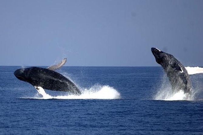 Whale-Watching Cruise from Newport Beach - Catalina Island and the wider view