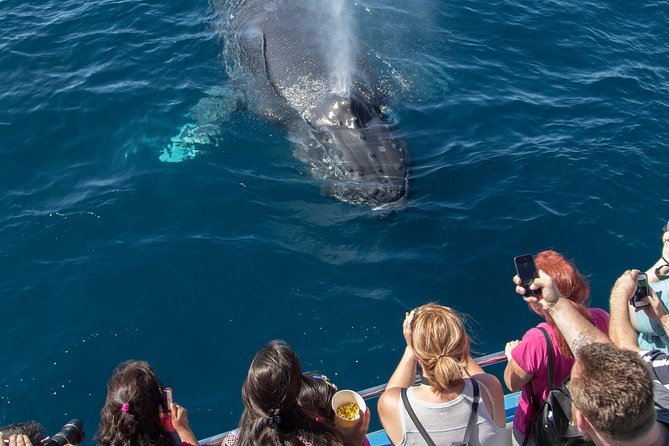 Whale-Watching Cruise from Newport Beach - Price, value, and the chance of seeing nothing