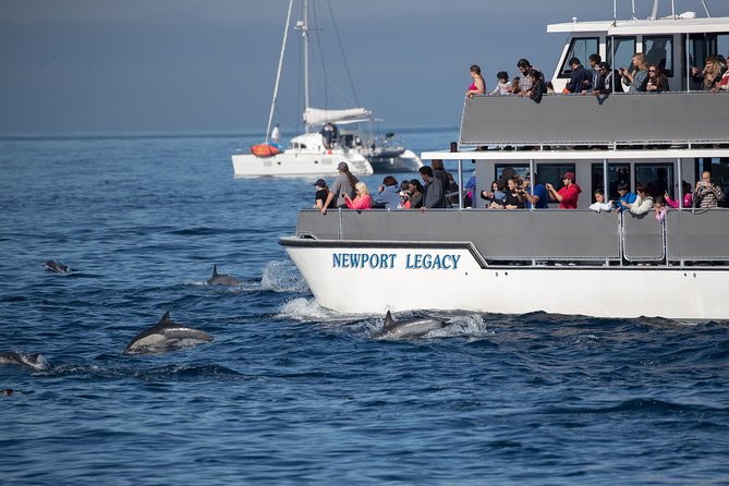 Whale Watching Cruise from Newport Beach - What You Might See on the Water