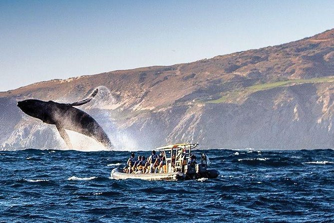 Whale Watching Cruise in Cabos San Lucas and Ground Transportation - Choosing Between the Speedboat and Catamaran