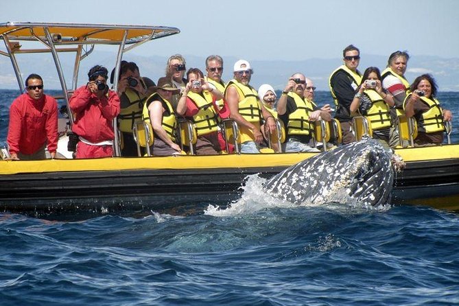Whale Watching Cruise in Cabos San Lucas and Ground Transportation - The Ride Is Part of the Entertainment