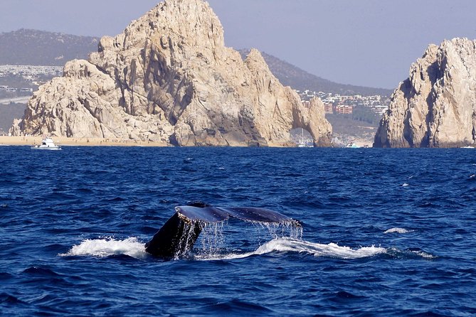 Whale Watching Cruise in Cabos San Lucas and Ground Transportation - Timing, Weather, and Possible Delays