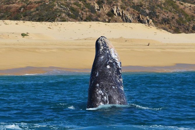 Whale Watching Cruise in Cabos San Lucas and Ground Transportation - Who Will Enjoy This Most