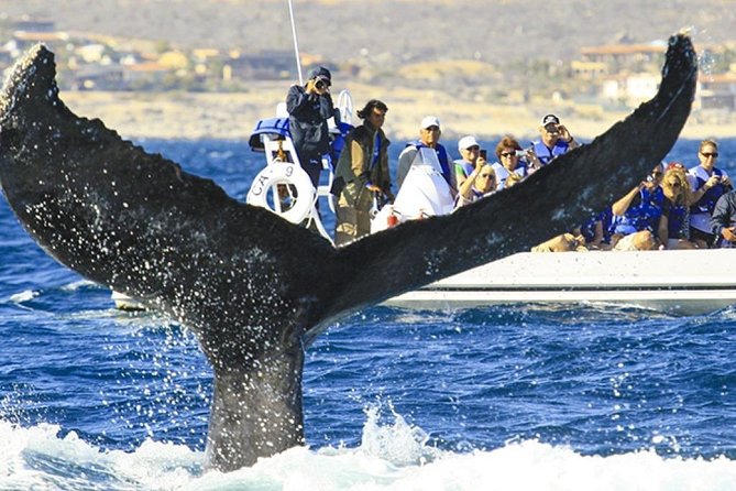 Whale Watching Cruise in Cabos San Lucas and Ground Transportation - Seeing Cabo’s Arch and Sea Lions