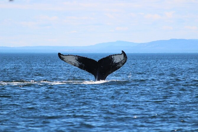 Whale Watching Cruise in Honolulu - Winter humpbacks make this a worthwhile Oahu outing