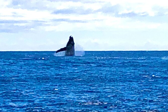 Whale Watching Cruise in Honolulu - What the whale search is really like