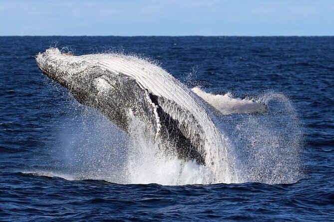 Whale Watching Cruise in New South Wales - Key points to know before you book