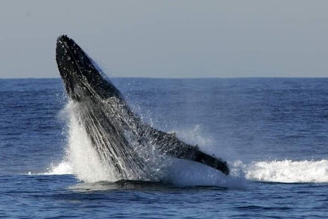 Whale Watching Cruise in New South Wales - Setting out from Shell Cove for migrating humpbacks