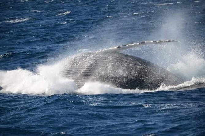 Whale Watching Cruise in New South Wales - Is $56.66 good value?