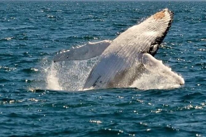 Whale Watching Cruise in New South Wales - What you may see besides whales