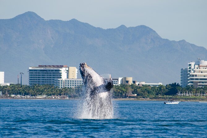 Whale Watching Cruise In Puerto Vallarta & Nuevo Vallarta - Whale watching across Banderas Bay