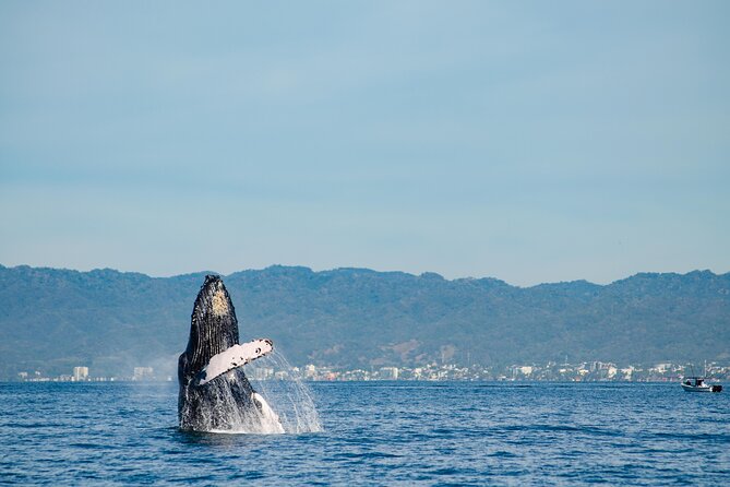 Whale Watching Cruise In Puerto Vallarta & Nuevo Vallarta - The catamaran, seating, and onboard comfort