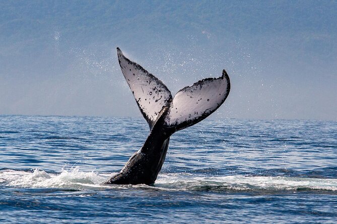 Whale Watching Cruise In Puerto Vallarta & Nuevo Vallarta - The crew and the whale commentary
