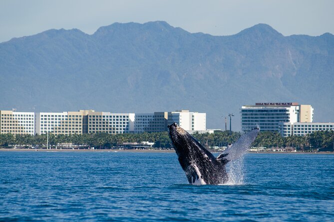 Whale Watching Cruise In Puerto Vallarta & Nuevo Vallarta - Cruise ship passengers need a careful plan