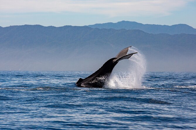 Whale Watching Cruise In Puerto Vallarta & Nuevo Vallarta - Who will enjoy this outing most?