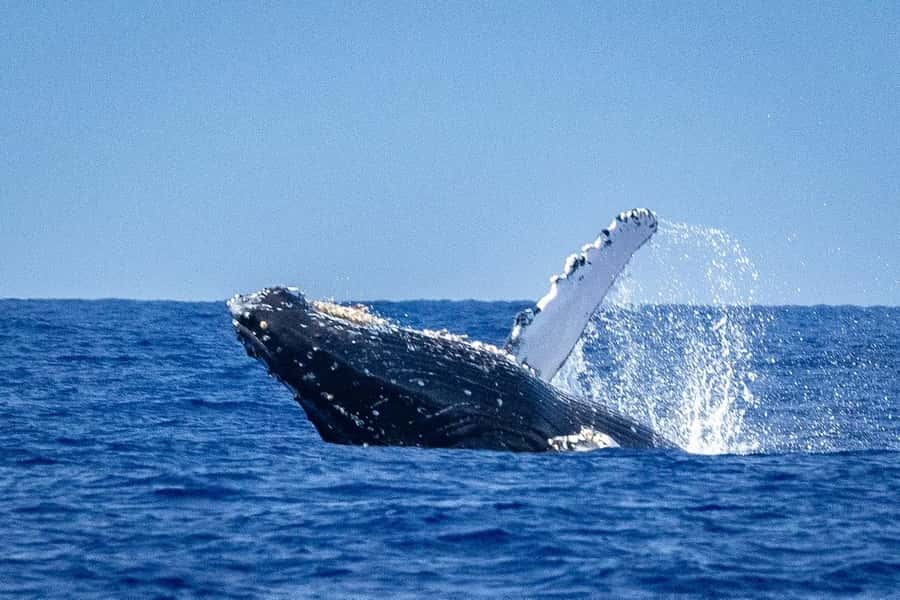 Whale Watching Cruise in Waikiki Oahu - SEE THE HUMPBACKS! - Key points to know before you book